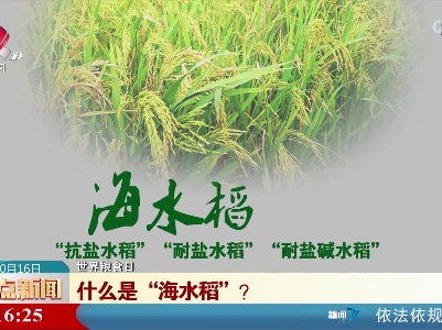 【世界粮食日】什么是“海水稻”？