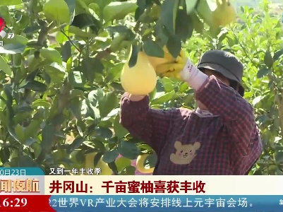 【又到一年丰收季】井冈山：千亩蜜柚喜获丰收