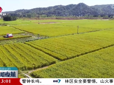 风吹稻浪好“丰”景