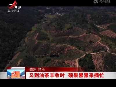 赣州寻乌：又到油茶丰收时 硕果累累采摘忙