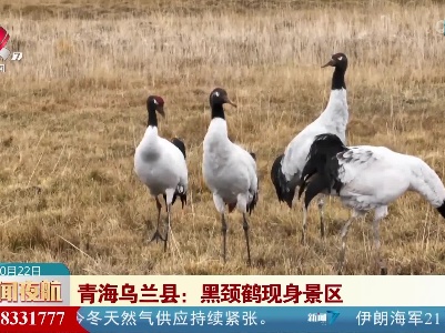 青海乌兰县：黑颈鹤现身景区