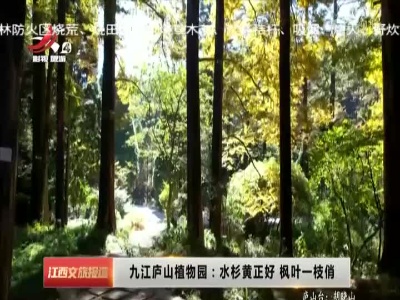 九江庐山植物园：水杉黄正好 枫叶一枝俏