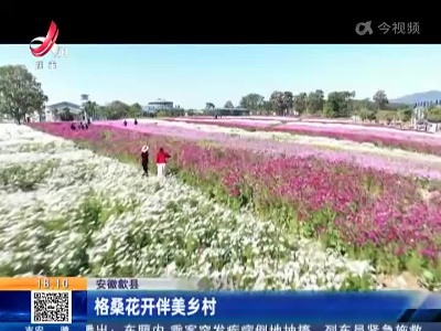 安徽歙县：格桑花开伴美乡村