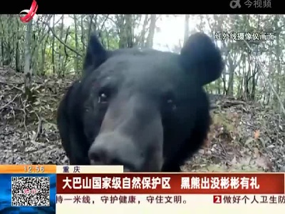 重庆：大巴山国家级自然保护区 黑熊出没彬彬有礼