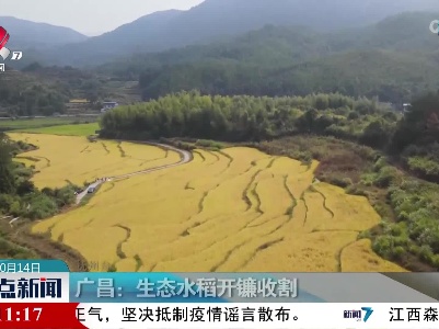 广昌：生态水稻开镰收割