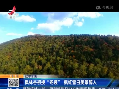 辽宁本溪：枫林谷初换“冬装” 枫红雪白美景醉人