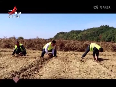 抚州金溪：十六万亩“冬闲田” 播种越冬农作物