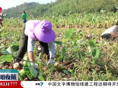 【乡村振兴进行时】大余县黄龙镇：“芋”来“芋”富