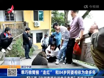 浙江宁波：乖巧独臂猴“走红” 和84岁阿婆相依为命多年