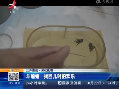 【江苏南通·深秋虫趣】斗蛐蛐 找回儿时的欢乐