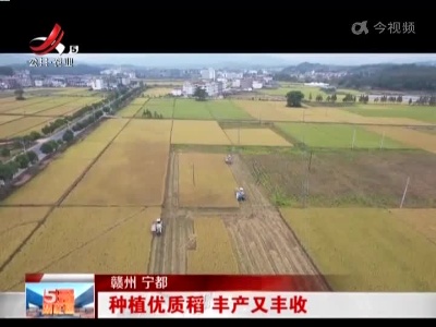 赣州宁都：种植优质稻 丰产又丰收