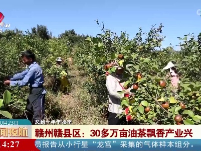 【又到一年丰收季】赣州赣县区：30多万亩油茶飘香产业兴