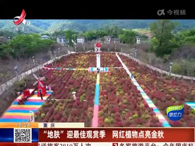 重庆：“地肤”迎最佳观赏季 网红植物点亮金秋