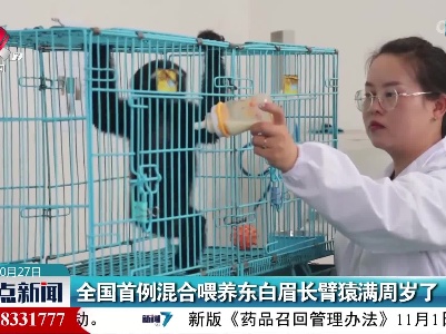全国首例混合喂养东白眉长臂猿满周岁了