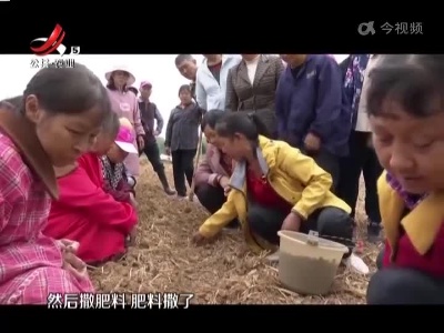 抚州广昌：药材种植 让冬闲田“不闲置”