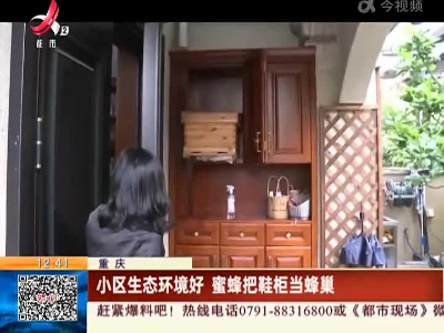 重庆：小区生态环境好 蜜蜂把鞋柜当蜂巢