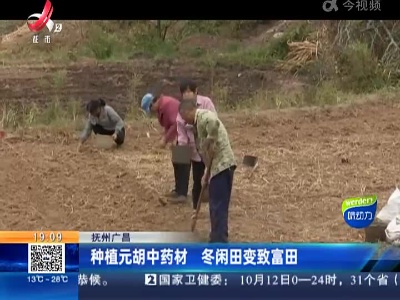 抚州广昌：种植元胡中药材 冬闲田变致富田