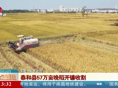 【又是一年丰收时】泰和县57万亩晚稻开镰收割