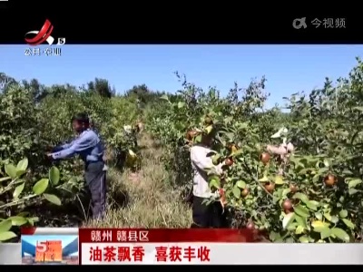 赣州赣县区：油茶飘香 喜获丰收