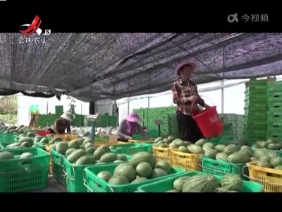 赣州：瓜果丰收 种植户忙采摘