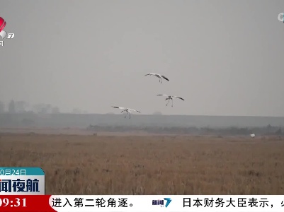 【防旱抗旱进行时】鄱阳湖保护区已监测到52种越冬水鸟 数量超12万只