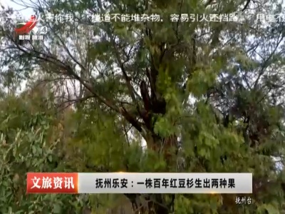 抚州乐安：一株百年红豆杉生出两种果