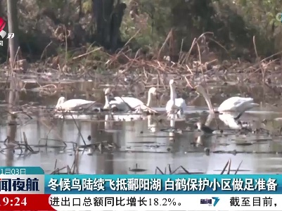 冬候鸟陆续飞抵鄱阳湖 白鹤保护小区做足准备