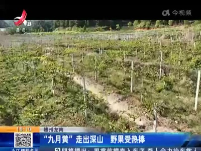 赣州龙南：“九月黄”走出深山 野果受热捧