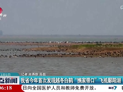 我省今年首次发现越冬白鹤“携家带口”飞抵鄱阳湖