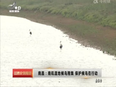 南昌：南矶湿地候鸟翔集 保护候鸟在行动
