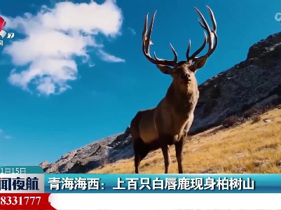 青海海西：上百只白唇鹿现身柏树山