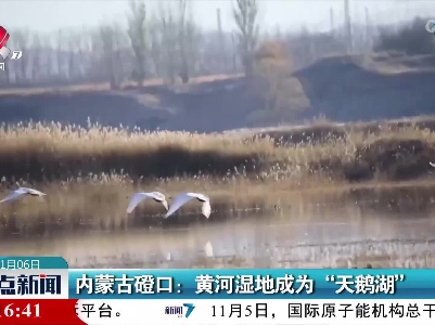 内蒙古磴口：黄河湿地成为“天鹅湖”