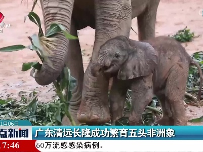 广东清远长隆成功繁育五头非洲象