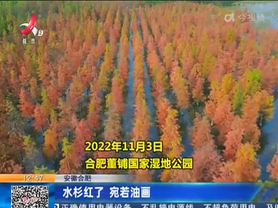 安徽合肥：水杉红了 宛若油画