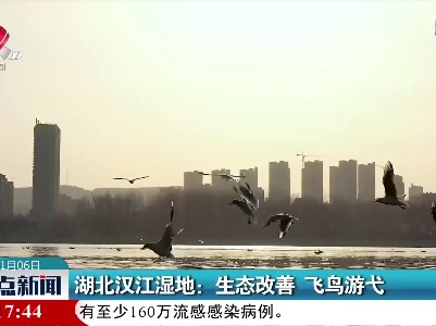 湖北汉江湿地：生态改善 飞鸟游弋