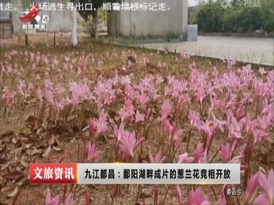 九江都昌：鄱阳湖畔成片的葱兰花竞相开放