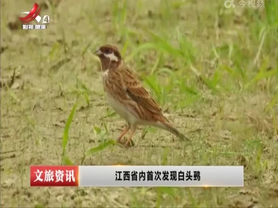 江西省内首次发现白头鹀
