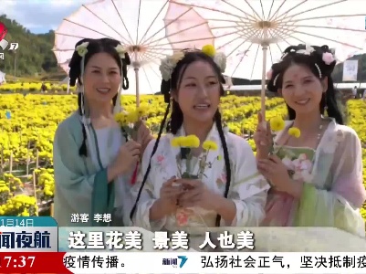 宜春：千亩富硒黄菊竞相绽放 农旅融合助力乡村振兴