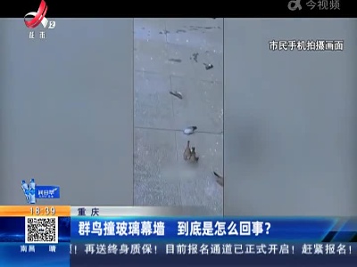 重庆：群鸟撞玻璃幕墙 到底是怎么回事？