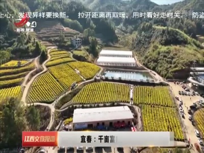 宜春：千亩富硒黄菊竞相绽放