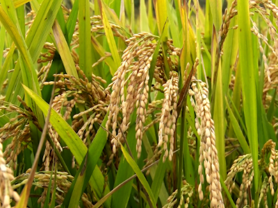 江西浮梁：2.3万亩再生稻迎来第二季丰收 全年增粮400万公斤