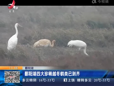 鄱阳湖四大珍稀越冬鹤类已到齐