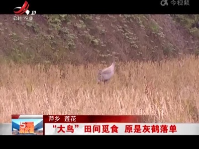 萍乡莲花：“大鸟”田间觅食 原是灰鹤落单