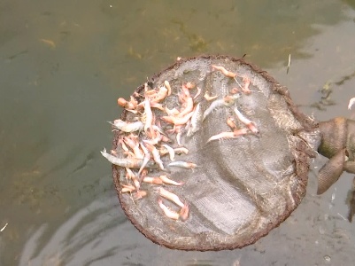 九江：帆布池养虾  十万尾虾全死了