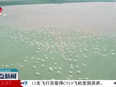 抢救碟形湖 营造候鸟幸福家园