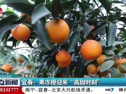 宜春：果冻橙迎来“高甜时刻”