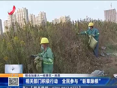 【阻击加拿大一枝黄花】南昌：相关部门积极行动 全民参与“斩草除根”