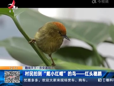 【赣闻天下】吉安遂川：村民拍到“戴小红帽”的鸟——红头穗鹛