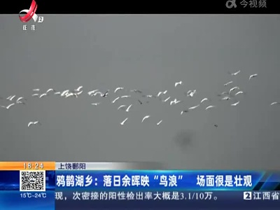 上饶鄱阳·鸦鹊湖乡：落日余晖映“鸟浪” 场面很是壮观
