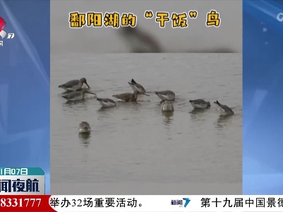 鄱阳湖的“干饭鸟”